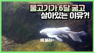 연못의 물고기들에겐 밥을 한번도 안 줬는데.. 살아있어요?