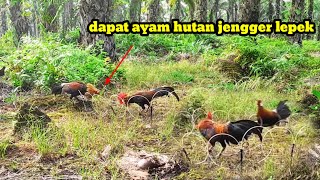 gokil.... dapat ayam hutan Sumatra jengger lepek