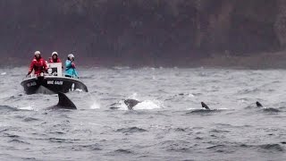 Operation GrindStop 2014: Sea Shepherd Helps Pilot Whales Back Out to Sea