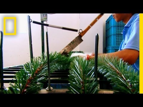 How Christmas Trees Are Made | I Didn't Know That How Christmas Trees Are Made | I Didn't Know That
