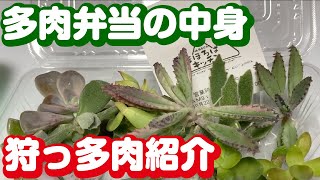 多肉弁当の中身・狩っ多肉の紹介｜おくさまが道の駅へお出かけしたお土産