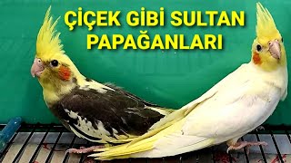 YAVRU SULTAN PAPAĞANLARI ALDIK.