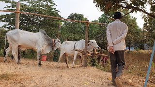 គោបាខ្មែរភូមិល្អាងទទួលបង្កាត់ 24ម៉ោងក្នុងមួយថ្ងៃ