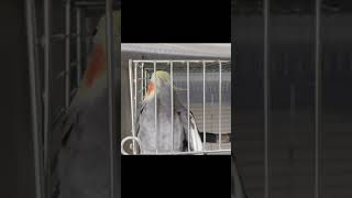 寝ても覚めても【ママが大好き】オカメインコこはく＃shorts