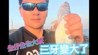 海裡魚貨繽紛總是讓人期待/午仔魚、三牙魚、生仔魚大咬！