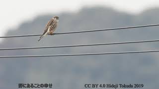 コチョウゲンボウ 電柱どまり 関東の農耕地 2月上旬 野鳥FHD 空屋根FILMS#855