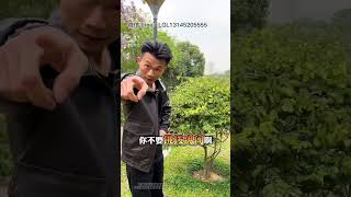 (1)飘花起货是真好看，老吴现在都怕嫂子了不敢回公司了！#翡翠 #翡翠手鐲 #翡翠手镯 #翡翠直播 #緬甸翡翠 #天然翡翠