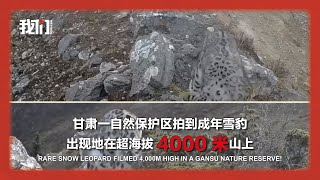 甘肃一自然保护区拍到成年雪豹 出现地在超海拔4000米山上Rare Snow Leopard Filmed 4,000m High in a Gansu Nature Reserve! 🐆🏔