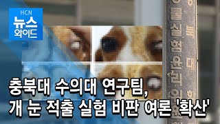 충북대 수의대 연구팀, 개 눈 적출 실험 비판 여론 '확산'/충북 현대HCN