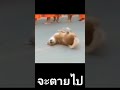 ไหนอาการมันเป็นยังไง