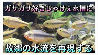 【アクアリウム】日淡水槽を作ろう！#４ ガサガサ好きじゃけぇ水槽に故郷の水流を再現する！【マキシジェットウェーブ２】【日淡水槽】【広島】