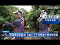 鳳梨銷日5千噸！　日超市集團也愛高雄水果｜ 鏡新聞