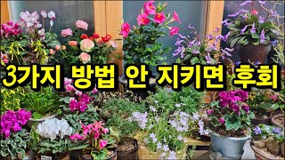 햇빛이 부족한 실내 3가지 방법 실천하기  풍성한 꽃 볼수 있습니다