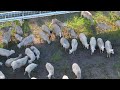 strathmore solar facility whispering cedars ranch sheep sustainably manage the land.