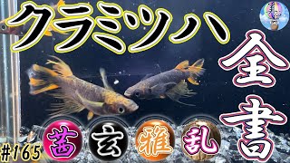 クラミツハ全書！シリーズ毎の特徴や選別方法をご紹介♪【茜玄雅乱】＃１６５ ～美心めだか～