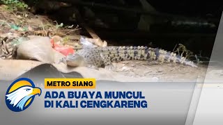 Buaya Muncul di Kali Cengkareng, Diduga 4 Ekor - [METRO SIANG]