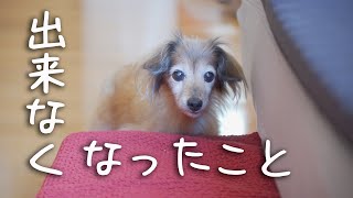 【18歳と15歳老犬カニンヘンダックスVlog】18歳出来なくなった事が沢山ある。でも頑張る老犬ダックス。