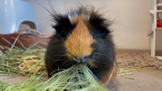 モルモットの食べっぷりが可愛い！食欲旺盛な食事シーン　Cute guinea pig eating! Eating scene with a good appetite