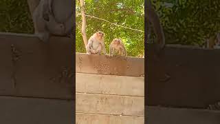 இந்த வருசம் என்னத்த சாதிச்சோம் #funny video #monkey video...