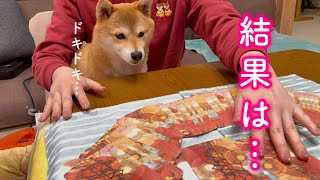 愛犬の2025年を占ってみたら衝撃の結果が出ました…