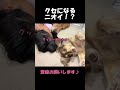 産まれて初めて耳のニオイをクンクンした愛犬の反応 goldenretriever dog 箱入りクッキーはゴールデンレトリバー