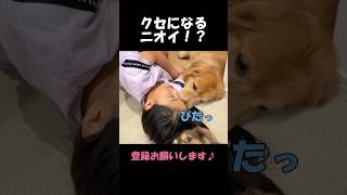 産まれて初めて耳のニオイをクンクンした愛犬の反応#goldenretriever #dog #箱入りクッキーはゴールデンレトリバー