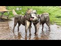 【泥ハス会】や、やめてくれ...（泣）　愛犬がまたやらかしちゃいました・・・