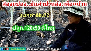 ปลูกมันสำปะหลังพันธุ์ ku 72 ระยะ 120x50 cm. ทำให้ หัวไม่ดก จิงไหมไปดูกัน #Cassava farmer in thailand