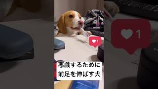 イタズラするために必死に前足を伸ばすビーグル犬