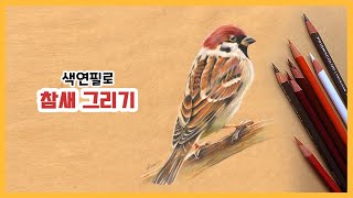 색연필로 참새 그리기 / 새 그리기 / 조류 세밀화 / How to draw a sparrow / Colored pencils