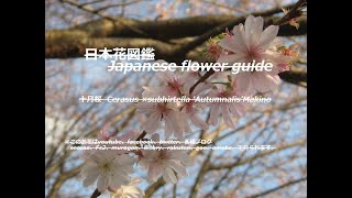 青空に冬の桜？！Winter cherry blossoms in the blue sky? !!   十月桜（じゅうがつざくら） 季節の花　日本花図鑑　Japanese flower guide