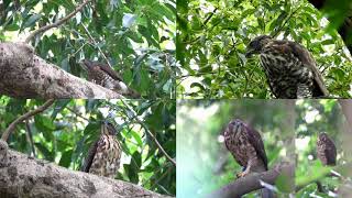 20200820植物園前後二代鳳頭蒼鷹家族 TBG Hawks