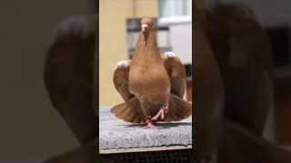 pigeon dance video pigeon dance song #shorts