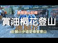 【 勇咖 登山 紀錄 】彰化 社頭 藤山 步道 樟普寮山 觀賞 油桐花 休閒 爬山 網美 網紅 打卡 熱點