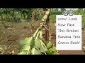 How Fast Do Banana Plants Grow After Breaking?