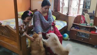 😁 হে হে, আমাদের ছোটমাসি এসছে আর মিষ্টু দিদি #dog #doglover #pomvutu #funny