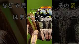 恐怖！巨大なクモの正体がやばい