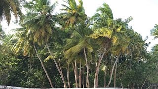 Palm trees into wood in Egypt [The Grand Angle]