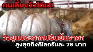 คนเลี้ยงวัวได้เฮ! ราคาวัวขุนอ้วนปรับขึ้นราคาสูงสุดถึง กิโลกรัมละ 78 บาท #ราคาวัววันนี้ #วัวขุน