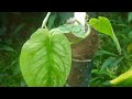 unboxing try new anthurium and philodendran potting mix @jency sglobals