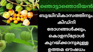 കൊളസ്ട്രോൾ കുറയ്ക്കാം |കിഡ്നി രോഗങ്ങൾക്കും ഉത്തമം | ഞൊട്ടാഞൊടിയൻ | ഔഷധങ്ങളുടെ കലവറ