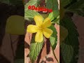 turnera diffusa flower damiana flower....🥰🥰