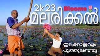 Malarikkal ആമ്പൽ വസന്തം തുടങ്ങി മക്കളെ 2023🌷🌷🌷#malarikkal #kottayam #waterlily #vlog #2023 #gopro