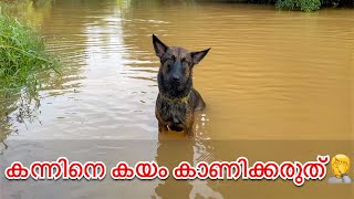 കന്നിനെ കയം കാണിച്ചാൽ എന്താ കുഴപ്പം 🤔?? കണ്ടോളു...|Laika