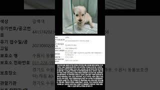 23년8월3일 유기된 강아지 정보입니다.