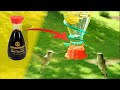 Easiest, Cheapest, Best DIY Hummingbird Feeder Ever (from Soy Sauce).