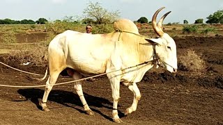 || Big Bull of Hargopp and Yergopp Bailhongal in Bailgadi Sharyat || Distance Covered : 1843 Feet ||