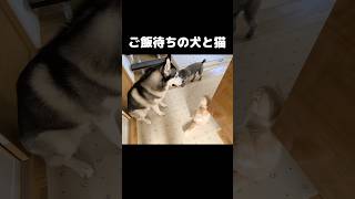 ご飯待ちの犬と猫がかわいい...笑#shorts