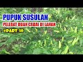 Bahan Pupuk Bunga & Buah  Lanjutan Cabai Rawit di lahan  PART 10