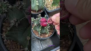 Cactus seed Gymnocalycium เก็บฝักแคคตัส ยิมโน 3ฝัก part2 music Undernearh the tree/ Kelly Clarkson